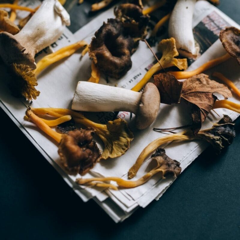 Mushroom chocolate at Zoomies Canada | Magic Mushies Canada