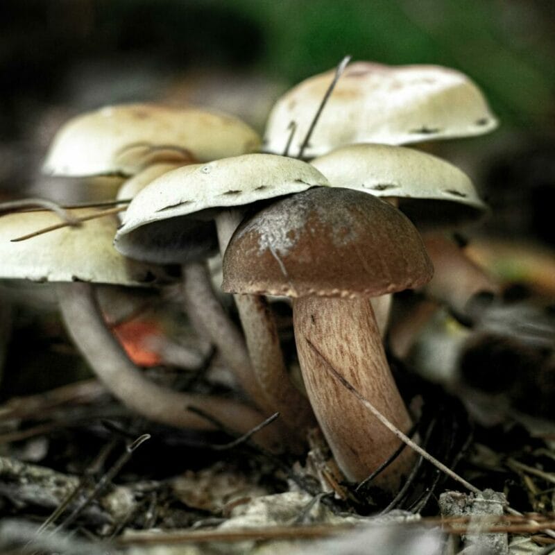 psilocybin mushroom | Magic Mushies Canada