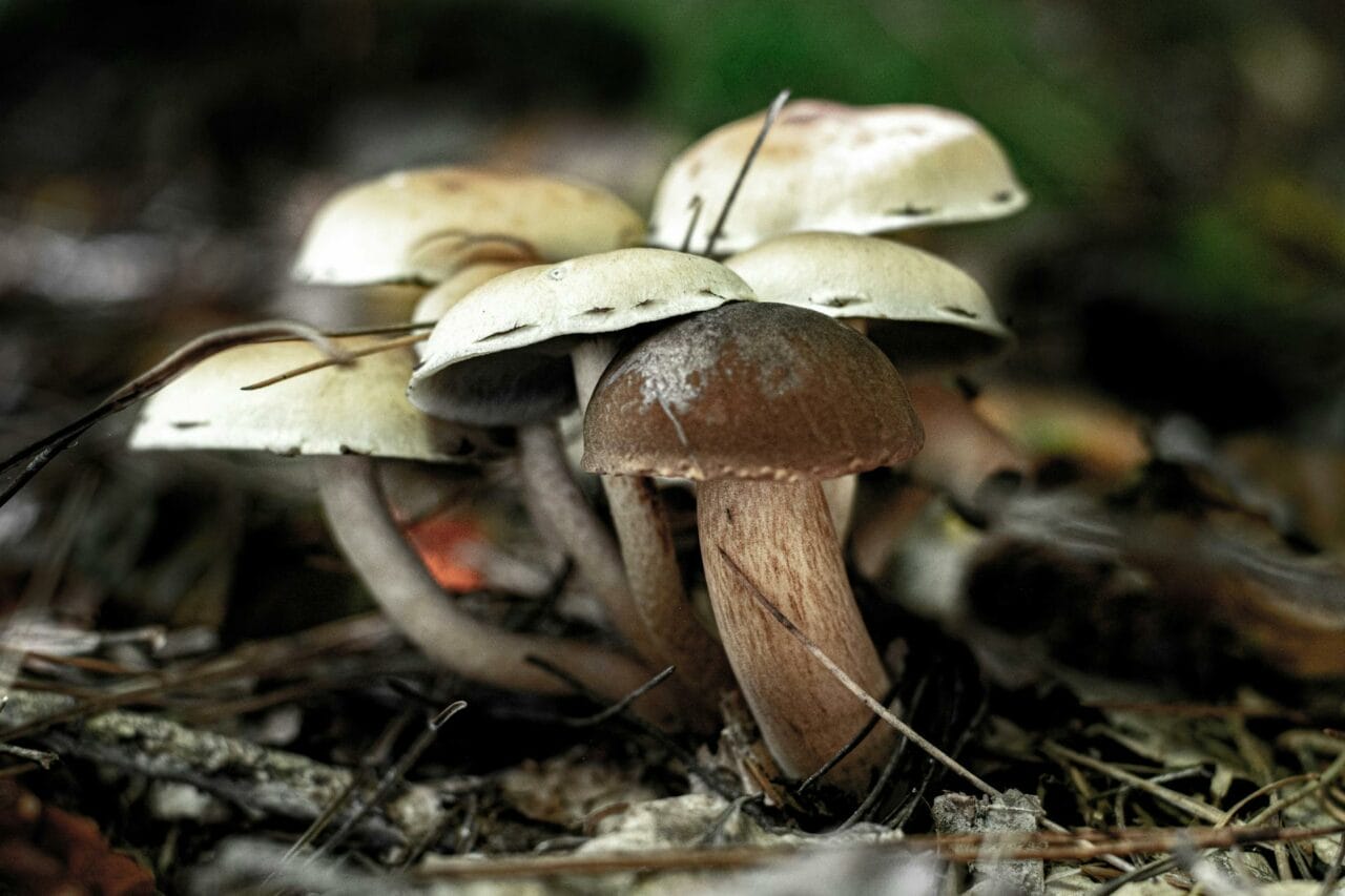Magic Mushrooms: A Comparison Between Brazilian and Costa Rican Strains – Which is Superior?