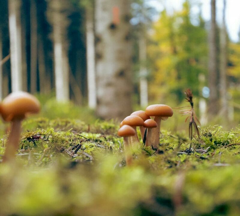 Magic Mushroom Dispensary | Magic Mushies Canada