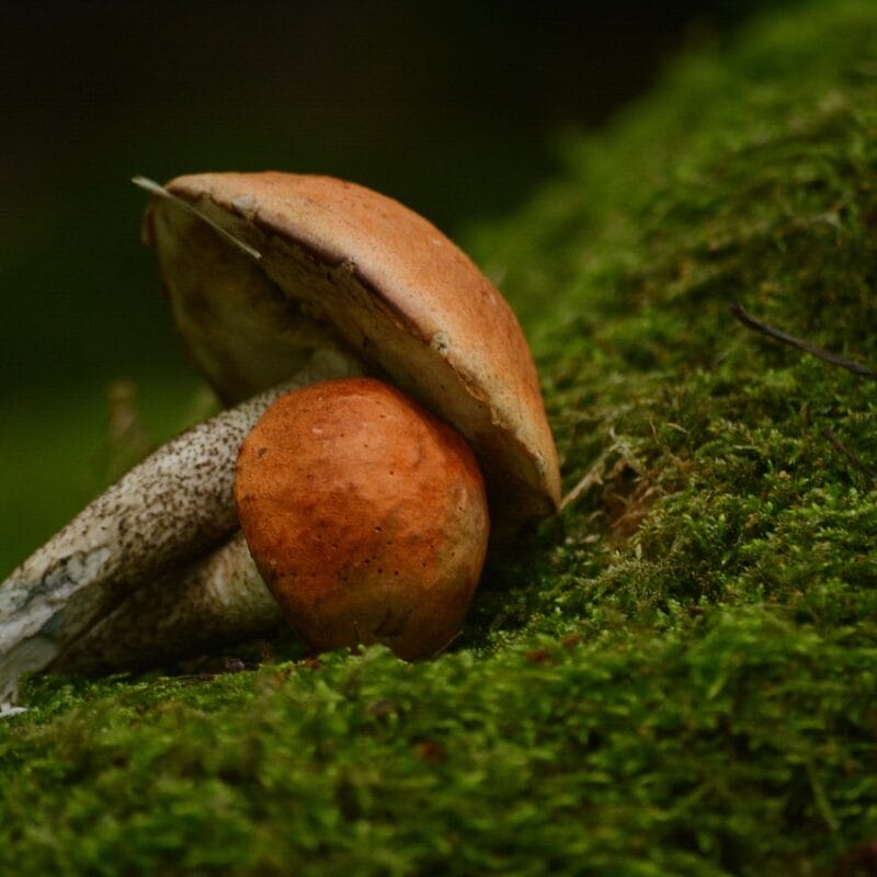 Mushroom Dispensary Vancouver | Magic Mushies Canada