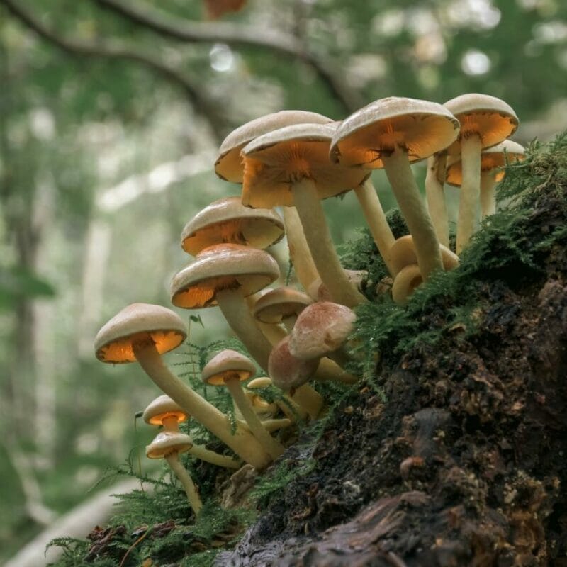 Shrooms online | Magic Mushies Canada