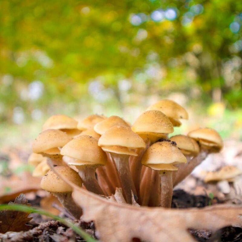Shrooms Canada | Magic Mushies Canada