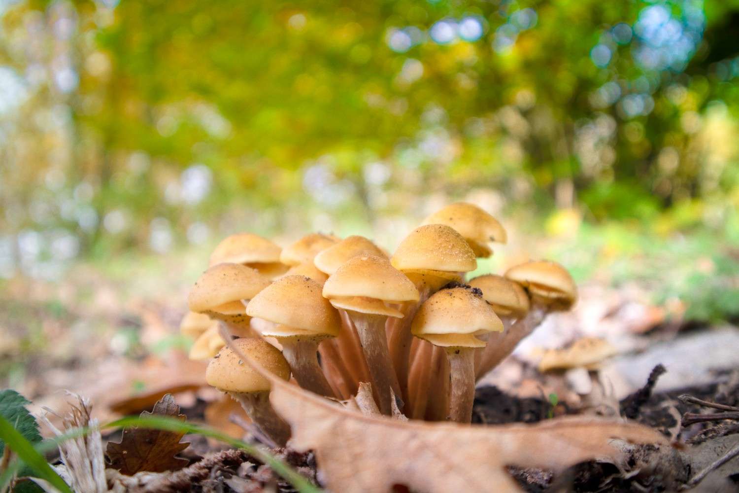 The Global Phenomenon of Microdosing Psilocybin Mushrooms Extends Beyond Canada