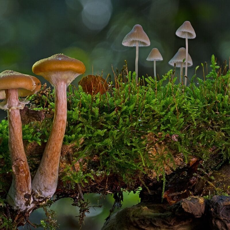 magic mushroom in Canada | Magic Mushies Canada
