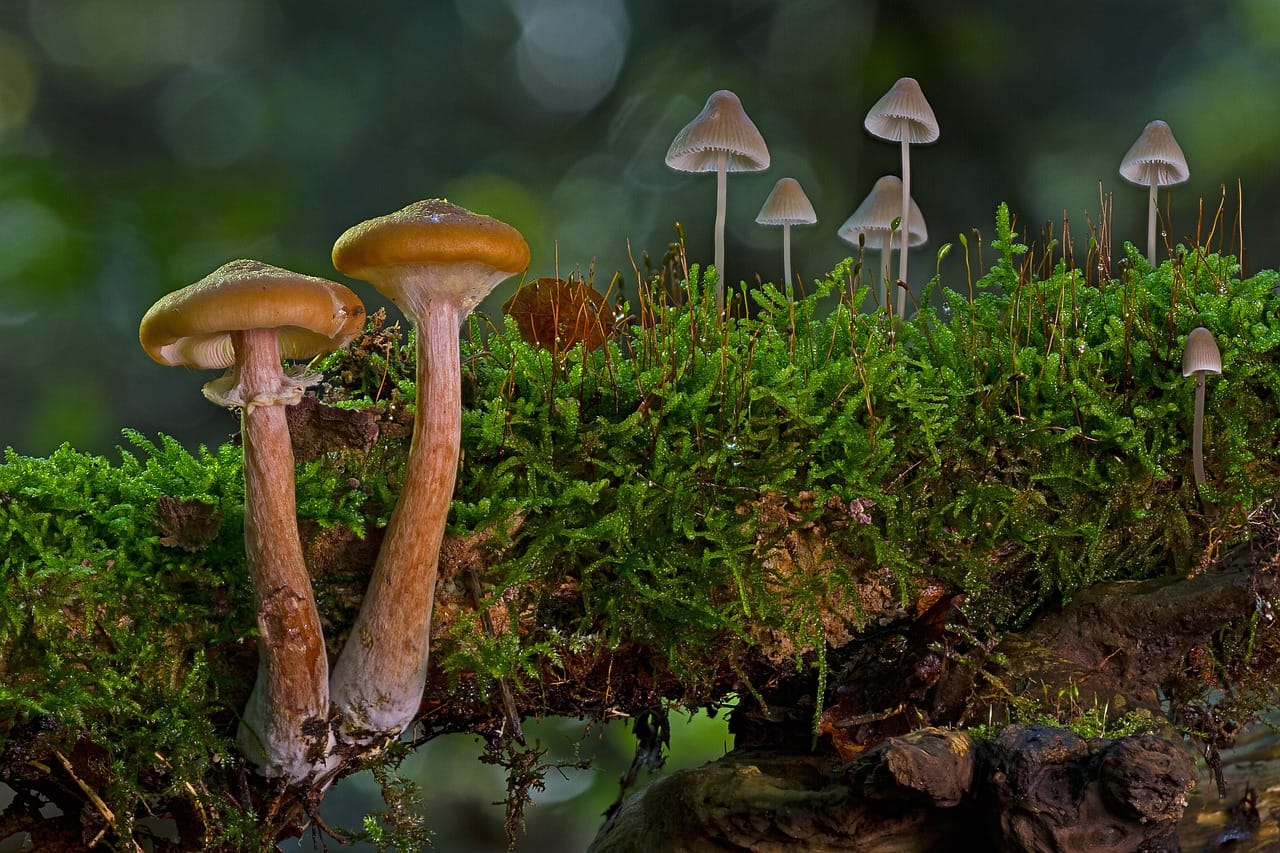 Eight out of Ten Canadians Favor the Use of Psychedelic Mushrooms for Alleviating Existential Distress