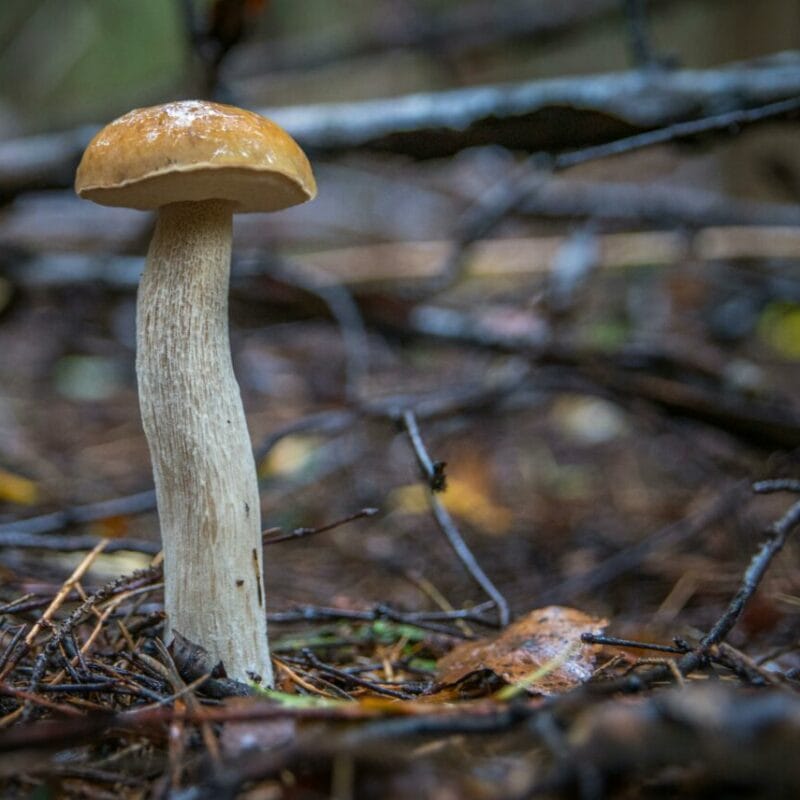 Shrooms online | Magic Mushies Canada