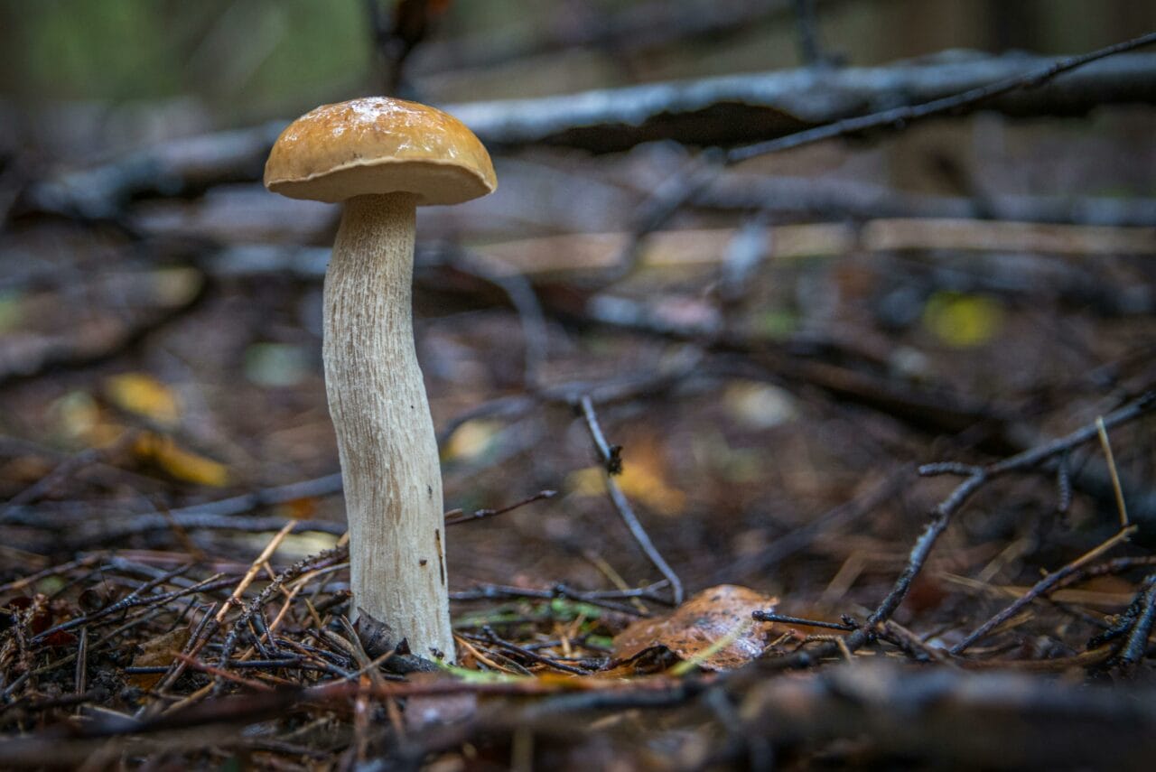 Recent Studies on Psychedelic Mushrooms Indicate Prolonged Brain Activity Changes Could Benefit Mental Health