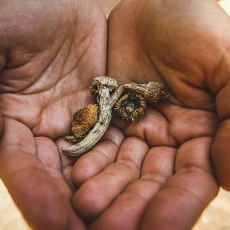 dried shrooms | Magic Mushies Canada