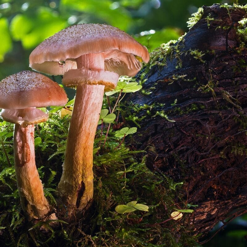 magic mushroom delivery | Magic Mushies Canada