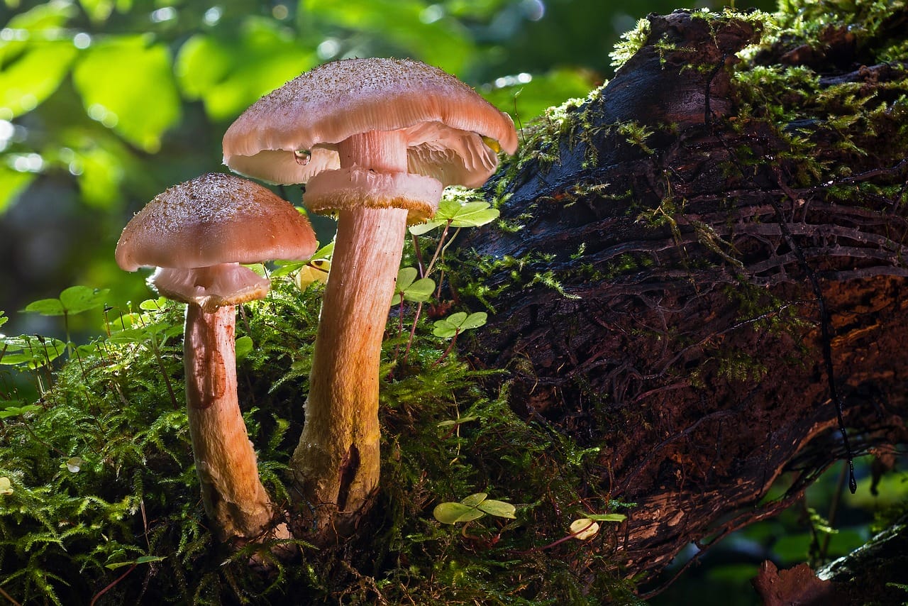 Magic Mushrooms – Did Their Psychedelic Properties Propel Human Evolution?