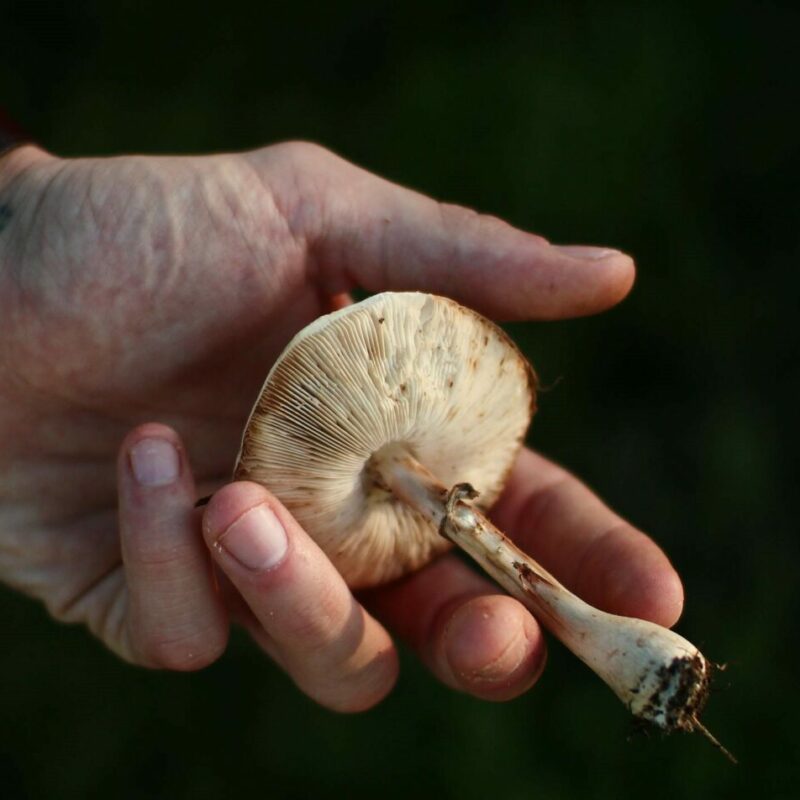 Shrooms | Magic Mushies Canada