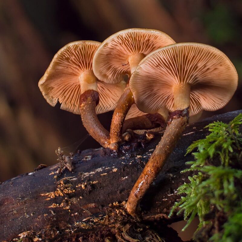 alacabenzi strain | Magic Mushies Canada