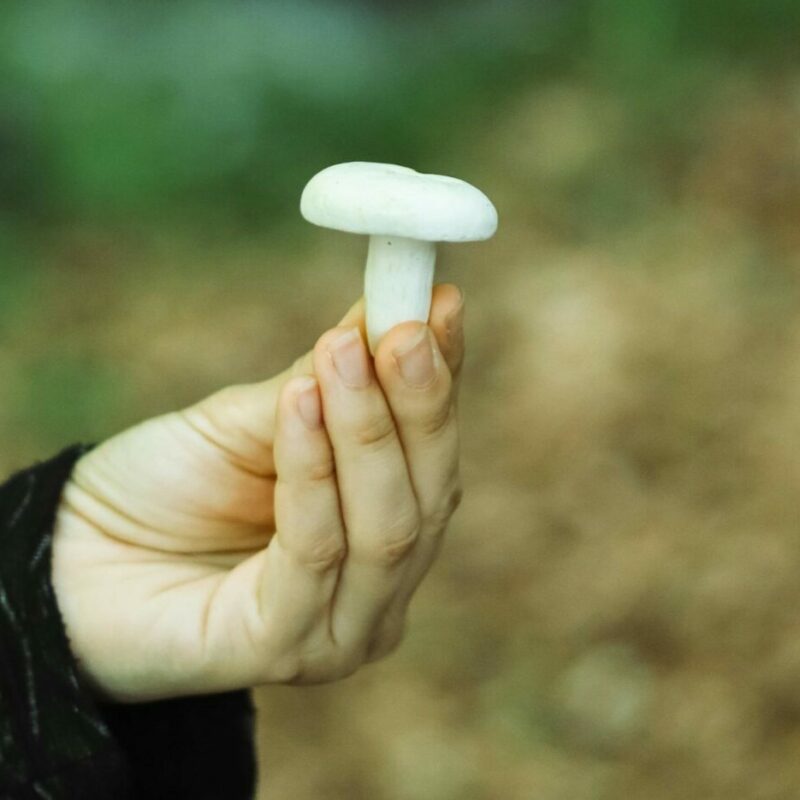 shrooms online in Canada | Magic Mushies Canada
