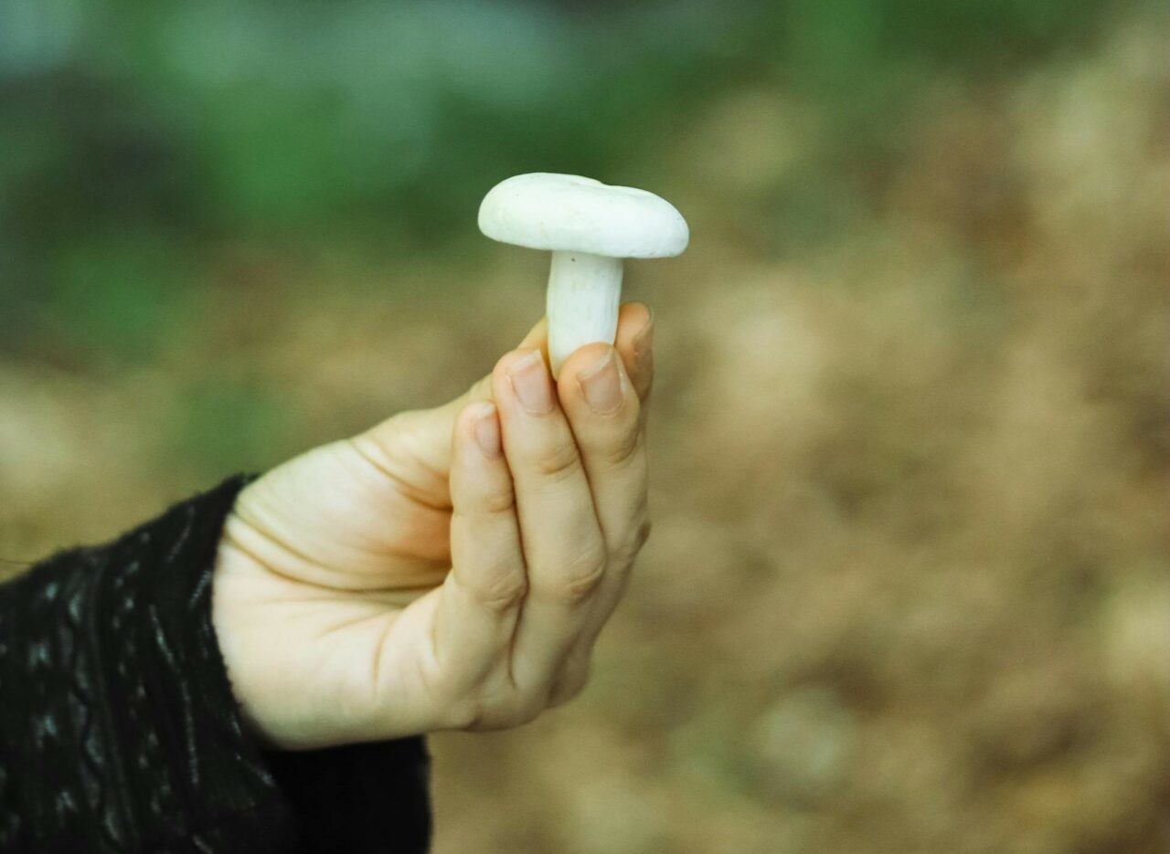 Delve into Five Categories of Mushrooms for All Psychedelic Aficionados