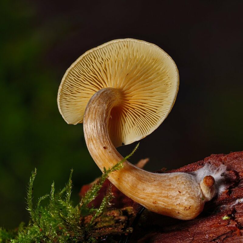 Alacabenzi Strain | Magic Mushies Canada