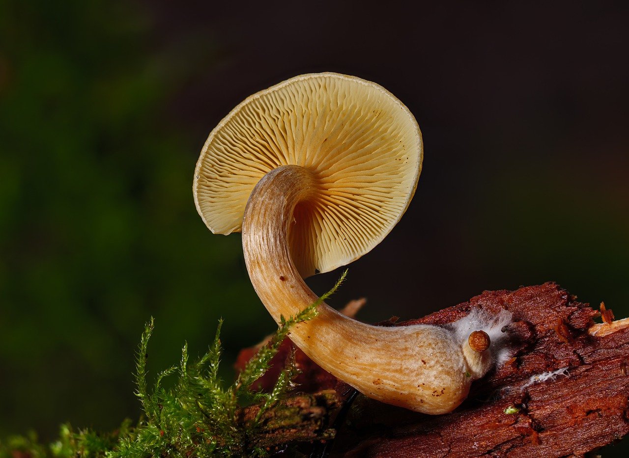 An Introduction to the Alacabenzi Strain – Essential Knowledge for Users Prior to the Initial Dosage