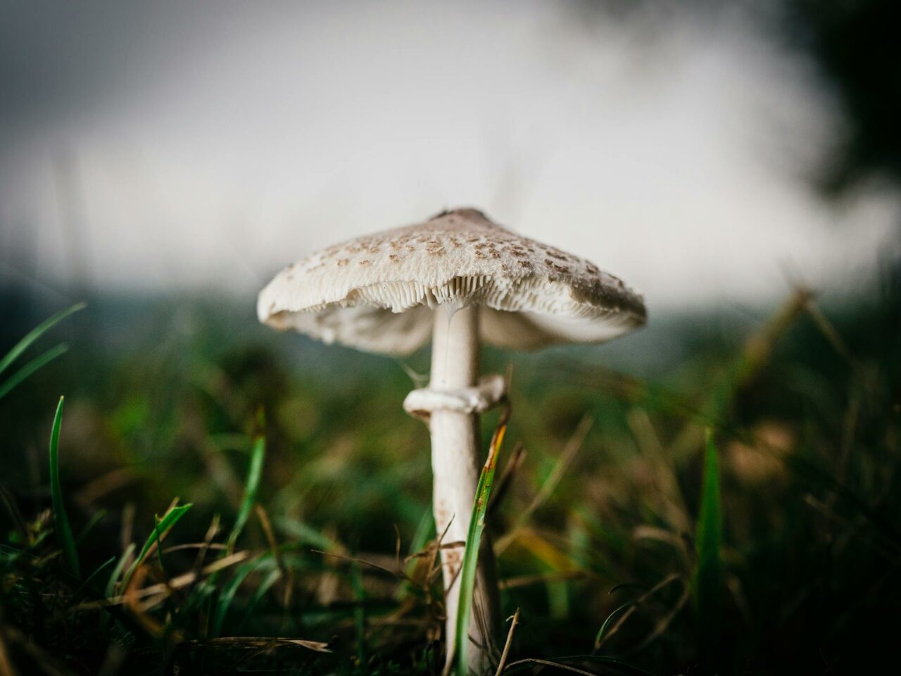 What Complements White Monster Magic Mushrooms to Elevate Your Experience?