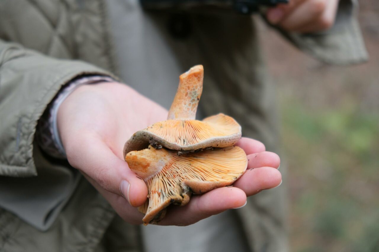 The Reasons for Keeping Apex Strain Mushroom as a Permanent Feature in My Self-Care Regimen