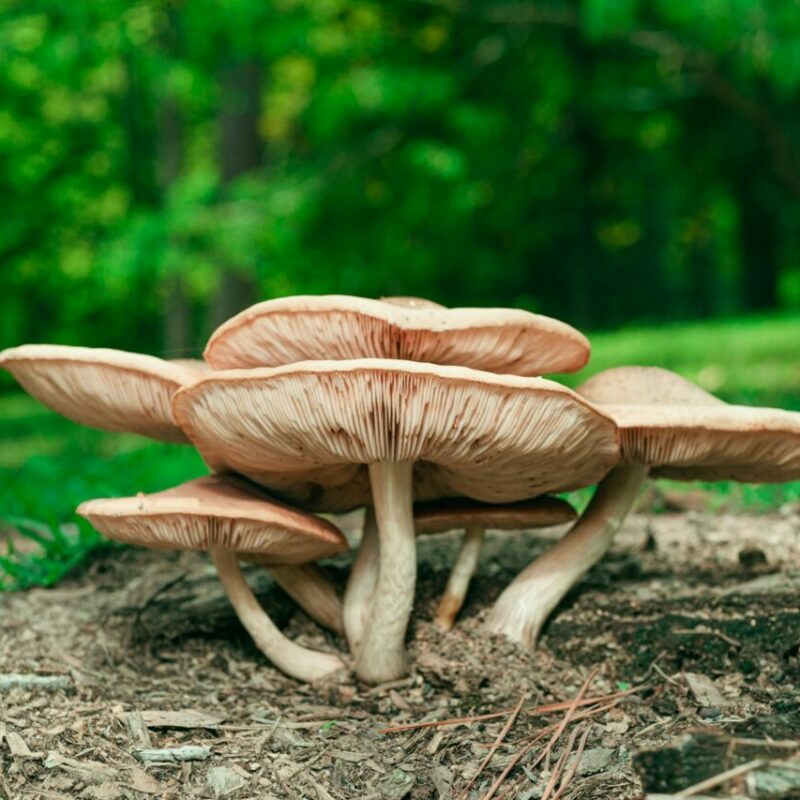 Big Daddy Mushroom | Magic Mushies Canada
