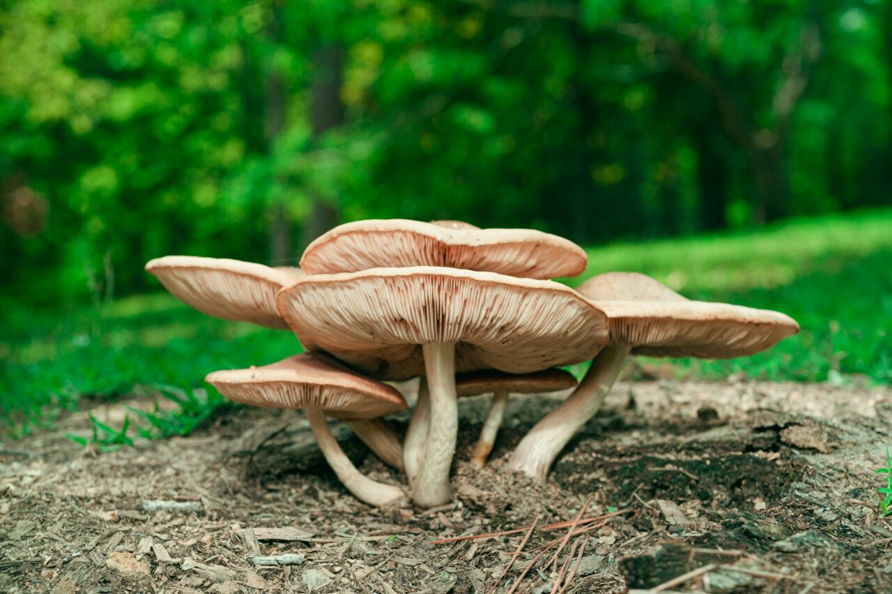 Experienced the Big Daddy Mushroom during a Hike—Without Doubt, I’d Rate it 10/10 and Highly Recommend It