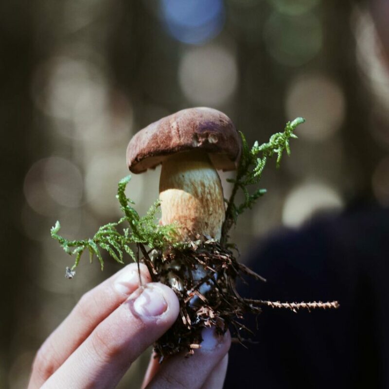 Buy Shrooms | Magic Mushies Canada