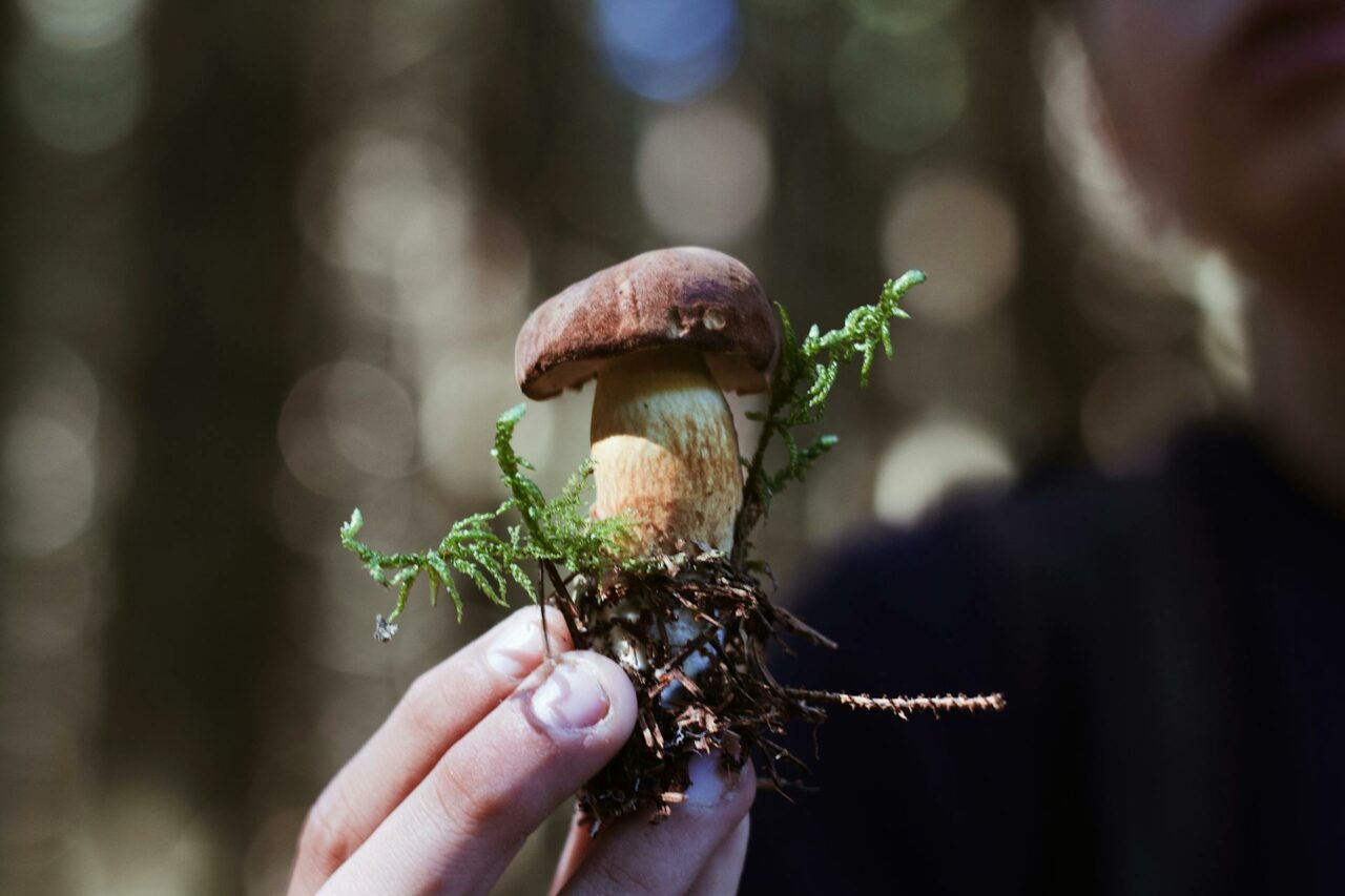 Purchase Mushrooms Online? A Retired Individual Regrets Not Utilizing Psilocybin 45 Years Prior