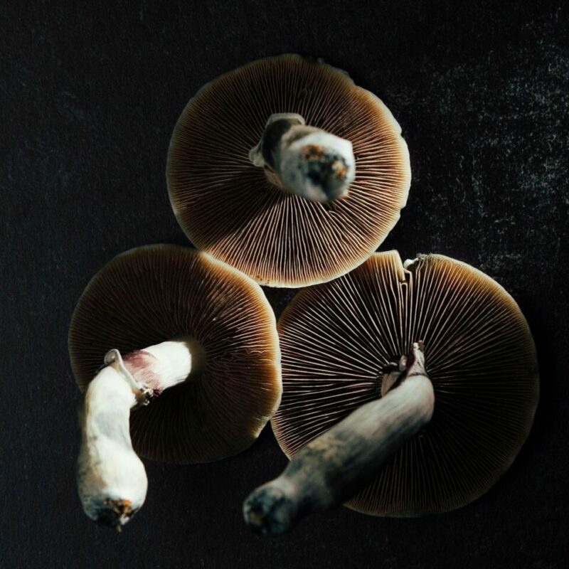 Magic Mushroom Canada | Magic Mushies Canada