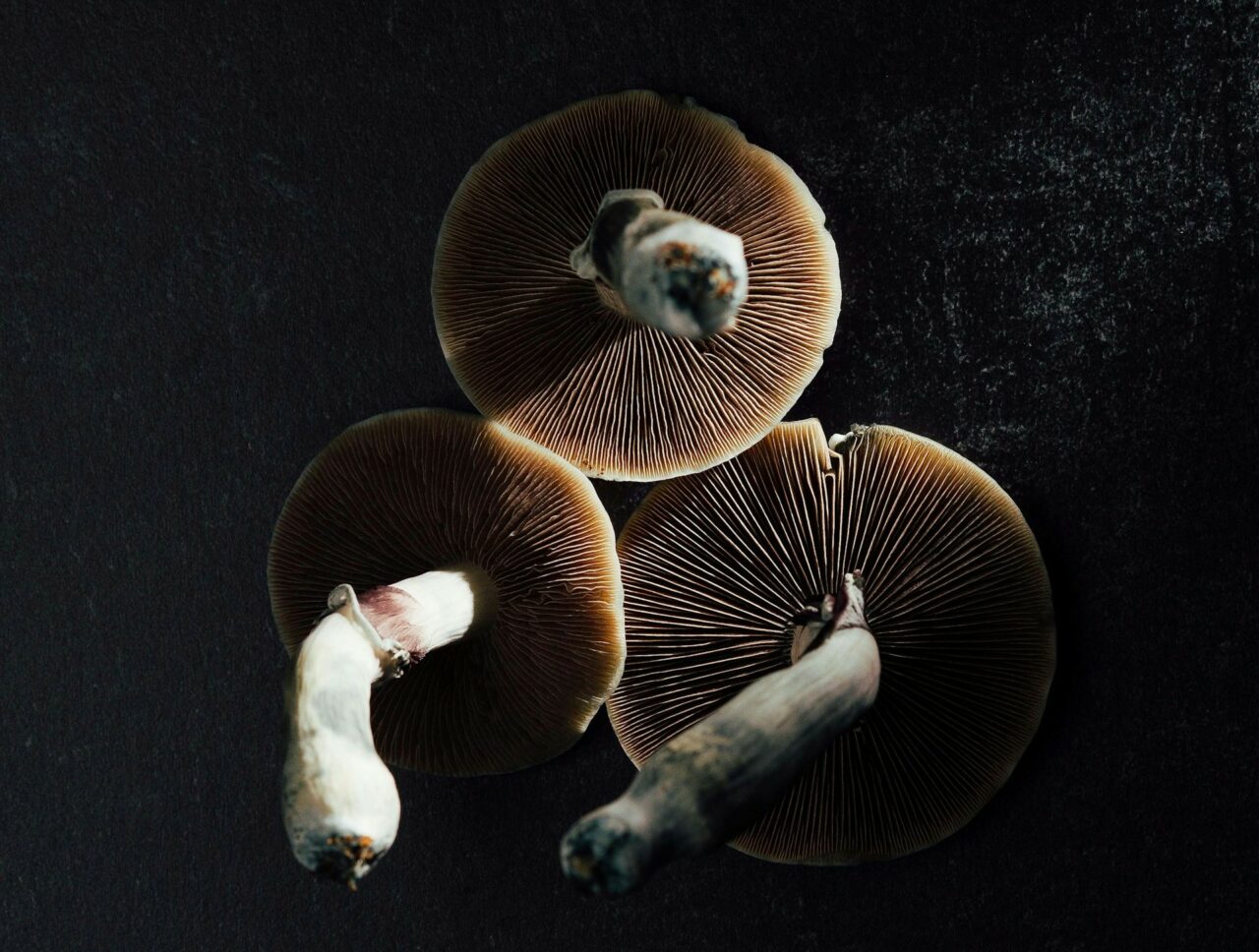 Canadian Magic Mushroom Experts – Why Natural Psilocybin Has a Stronger Effect Than Its Lab-Manufactured Counterpart