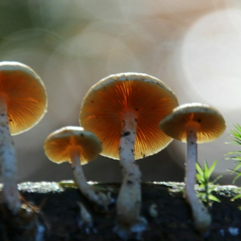 Magic Mushroom Delivery | Magic Mushies Canada