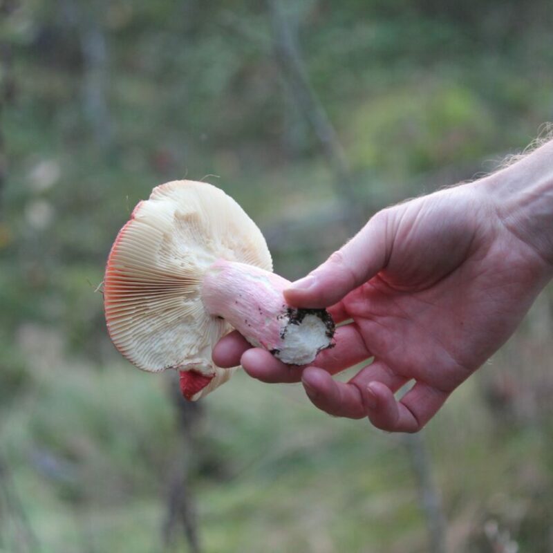 Magic Mushroom Delivery | Magic Mushies Canada