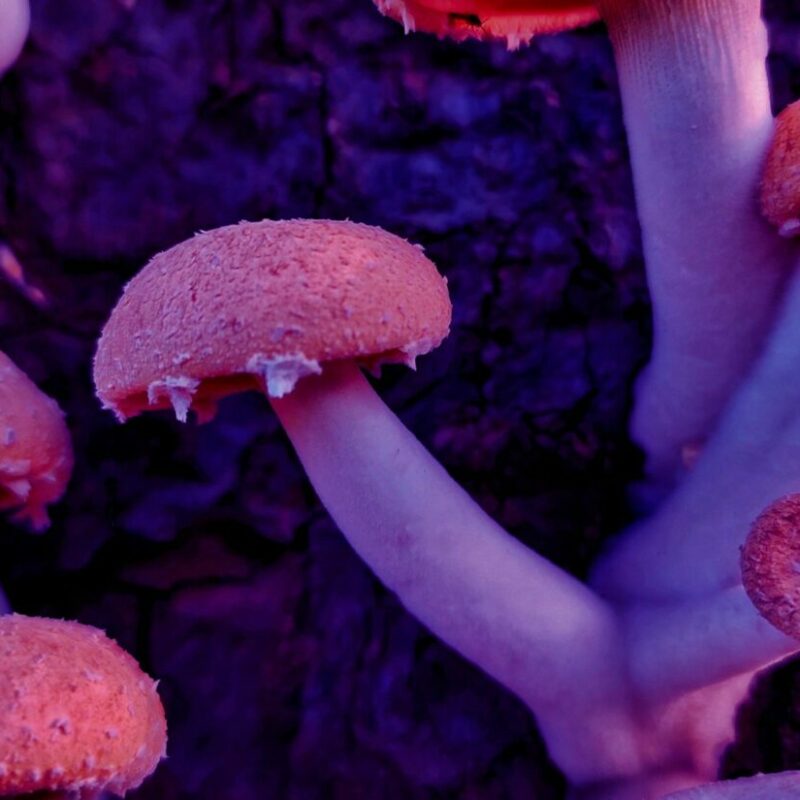 Mushroom Dispensary | Magic Mushies Canada