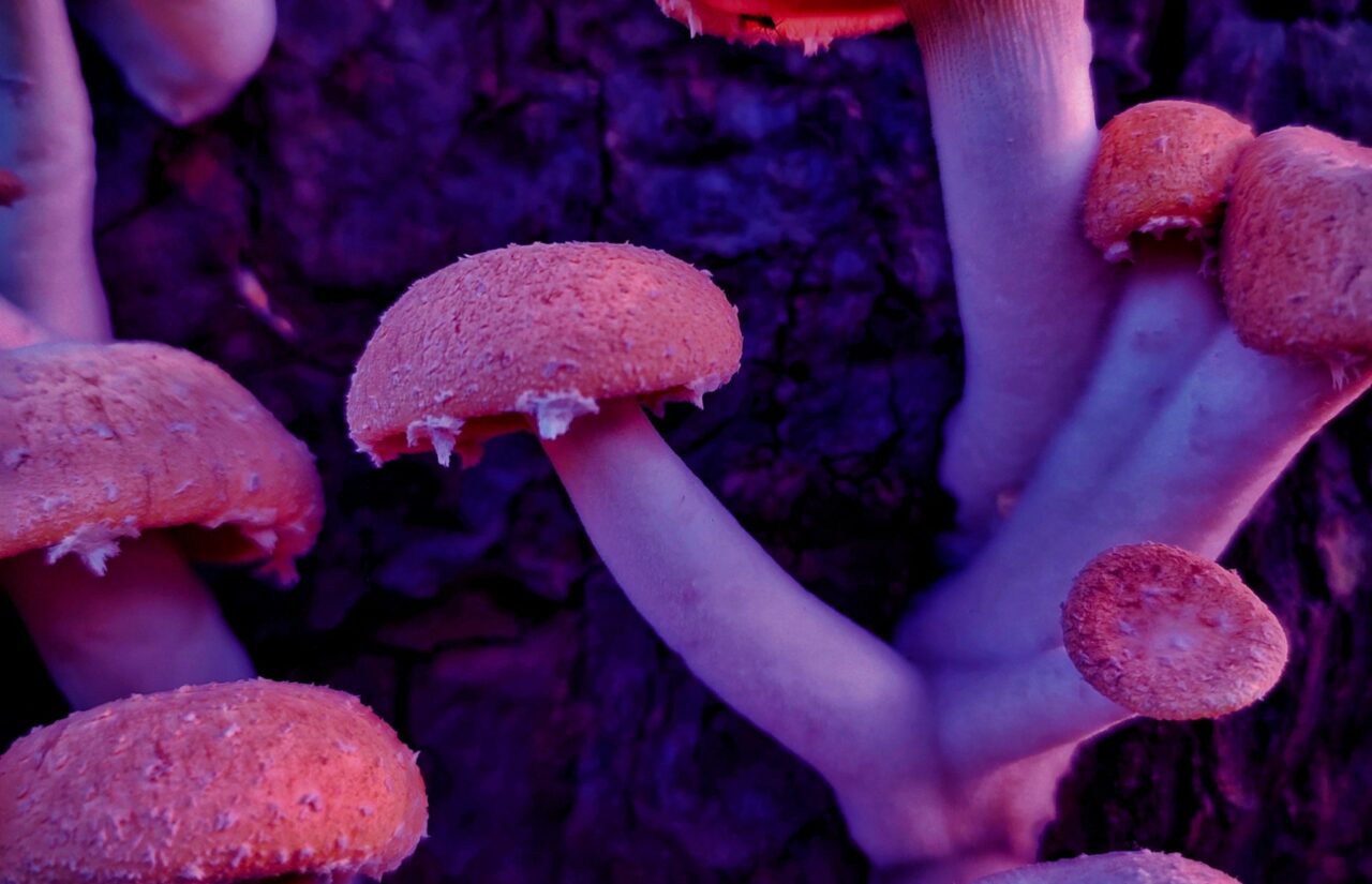 How Psilocybin Obtained From Mushroom Dispensaries Could Reframe Minds Burdened by HIV-Related Stigma