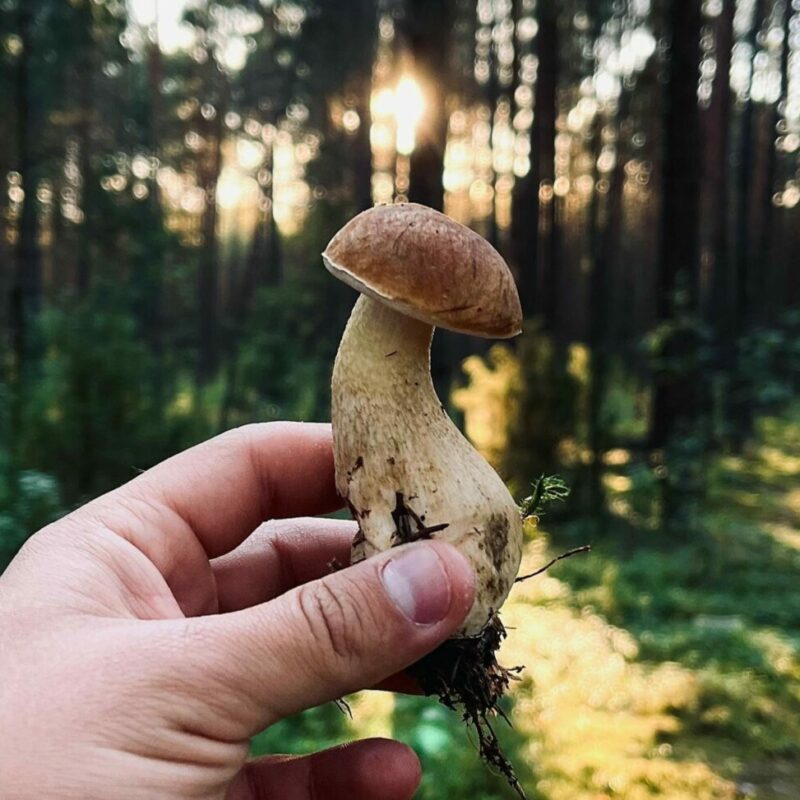 Shrooms Delivery Canada | Magic Mushies Canada