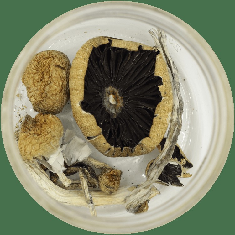 My Experience with Amazonian Mushrooms: Unrevealed Insights