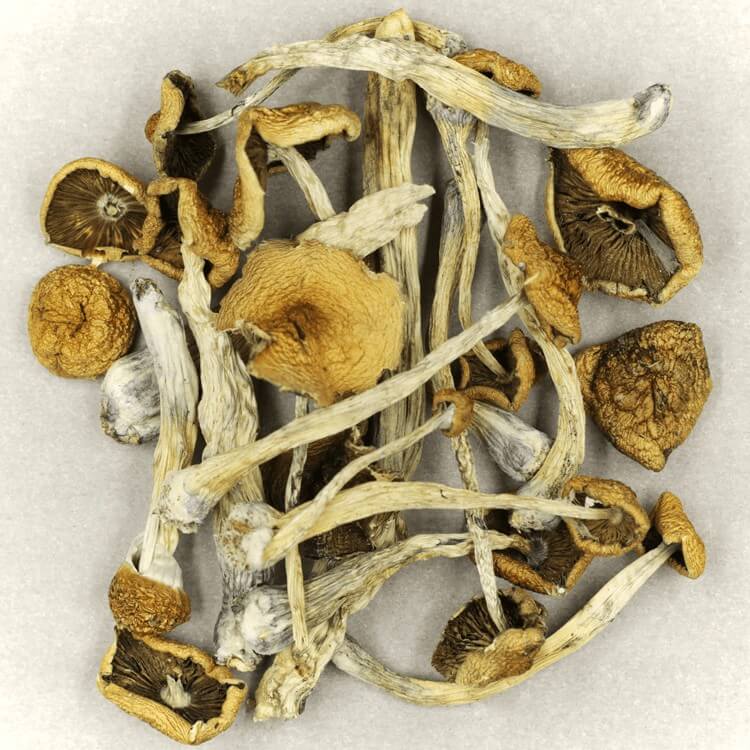 Specialists Utilize Novel Approaches to Determine the Potency of Psilocybe Mexicana and Other Strains for More Secure Medicinal Application
