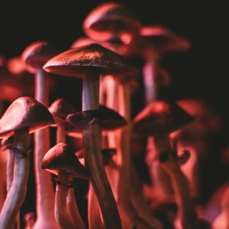  | Magic Mushies Canada