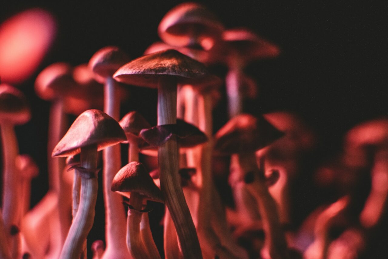 How I Successfully Purchased Psychedelics Online (While Staying Clear of Fraud)
